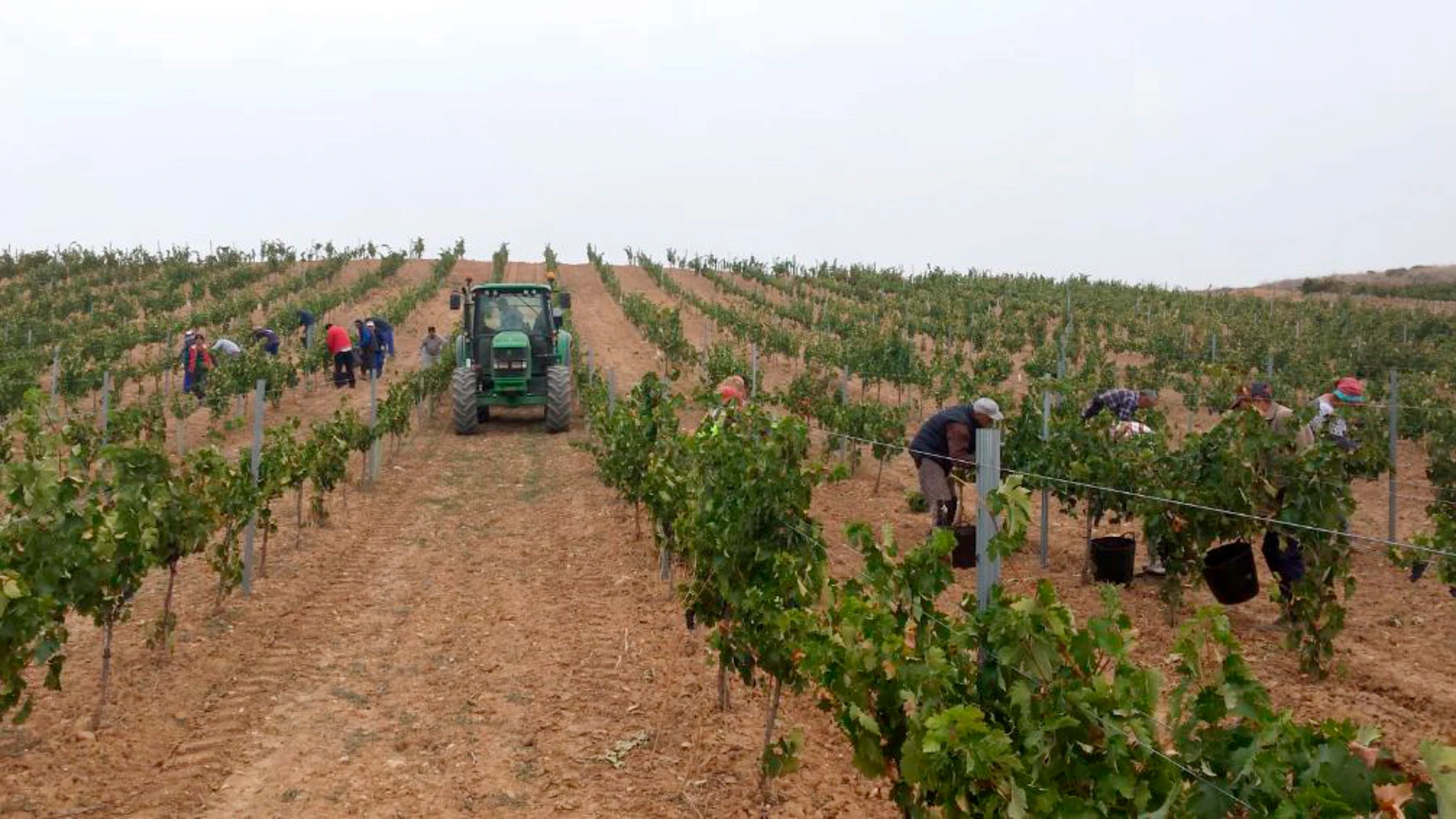 Viñedos de la bodega Laderas de Valverde