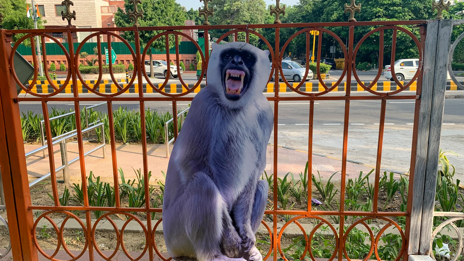 NUEVA DELHI (INDIA), 30/08/2023.- Las autoridades de Nueva Delhi comenzaron esta semana a colocar figuras a tamaño real de monos langur para espantar a los primates de las calles donde tendrá lugar la cumbre de líderes del G20 el próximo 9 y 10 de septiembre. EFE/ Mikaela Viqueira