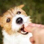 Un perro comiendo