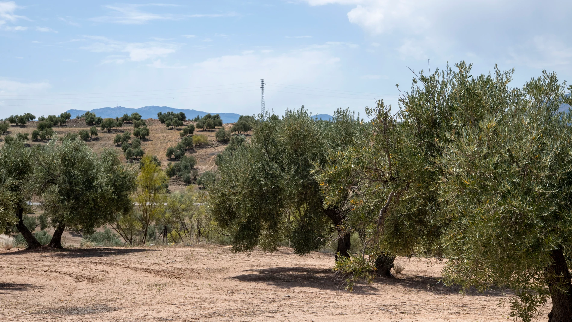 JAÉN, 31/08/2023.- Uno de los numerosos Olivares de Jaén que debido a la sequía en los últimos años esta provocando la subida de los precios del aceite de oliva virgen extra. EFE/José Manuel Pedrosa.