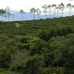 Las formaciones se realizarán en el Coffee Training Center de Addis Abeba