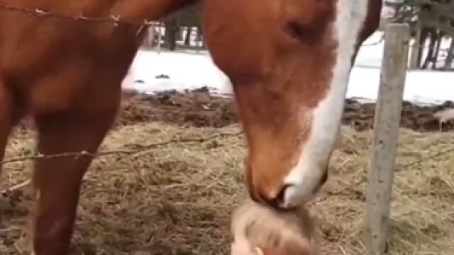 Vídeo viral: Caballo y bebé protagonizan un emotivo encuentro lleno de amor