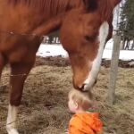 Vídeo viral: Caballo y bebé protagonizan un emotivo encuentro lleno de amor