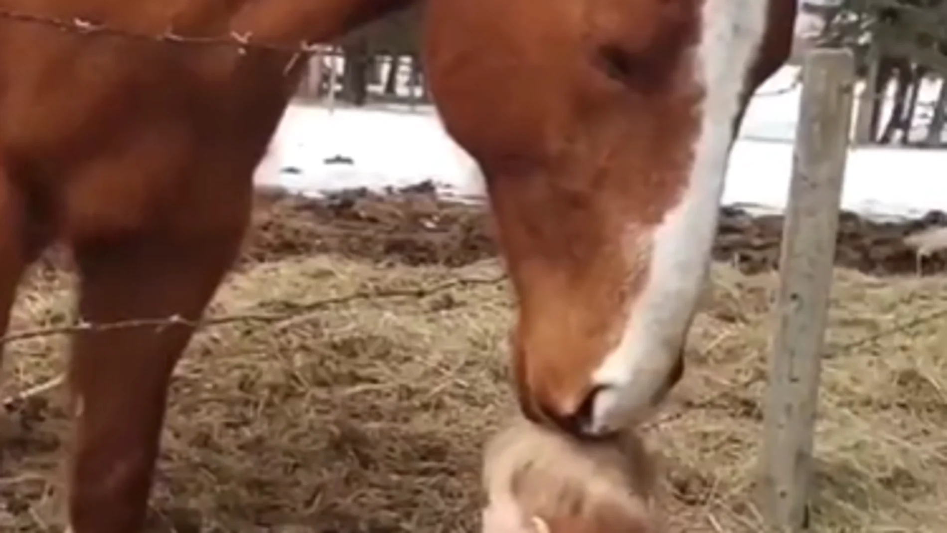 Vídeo viral: Caballo y bebé protagonizan un emotivo encuentro lleno de amor