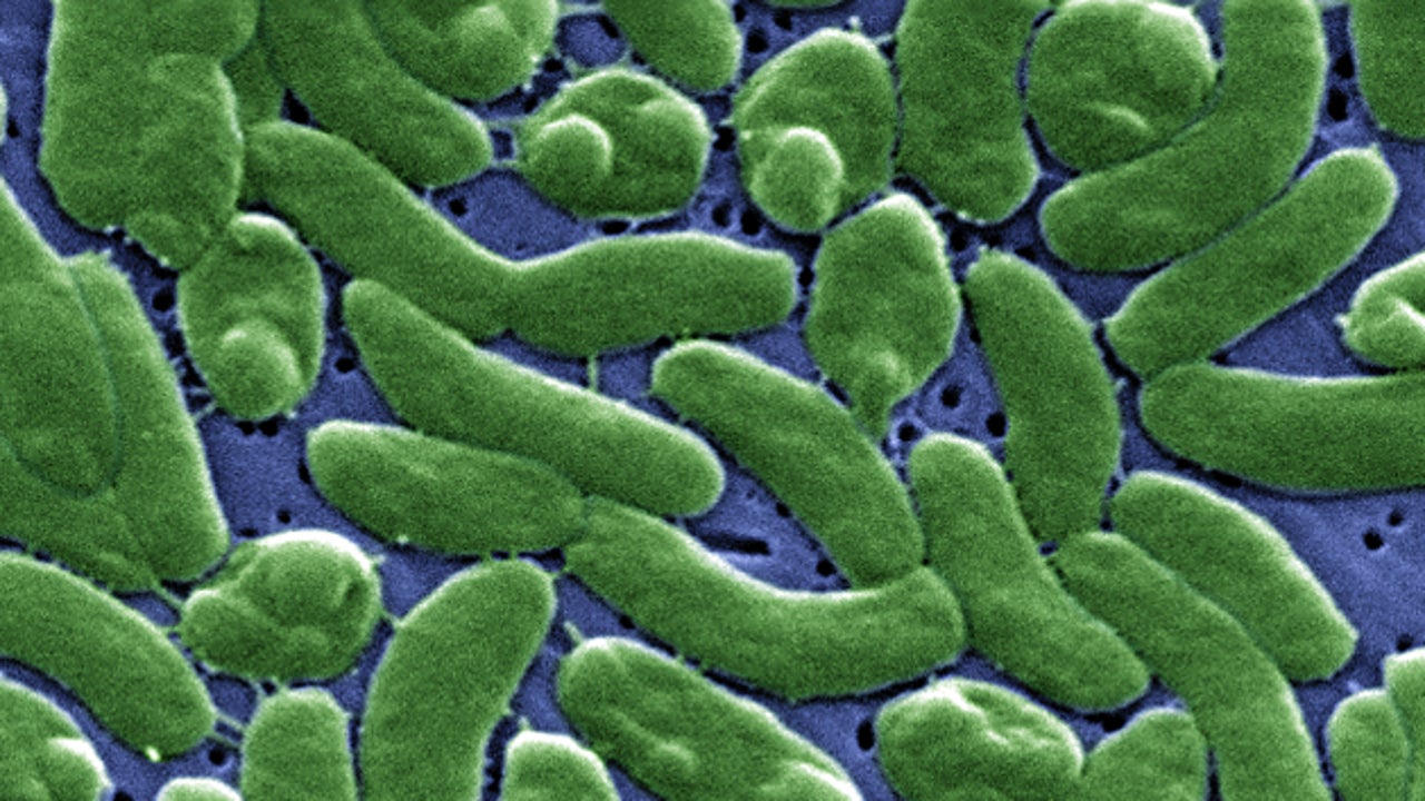 Alerta por aumento inusual de muertes por bacteria "come carne"