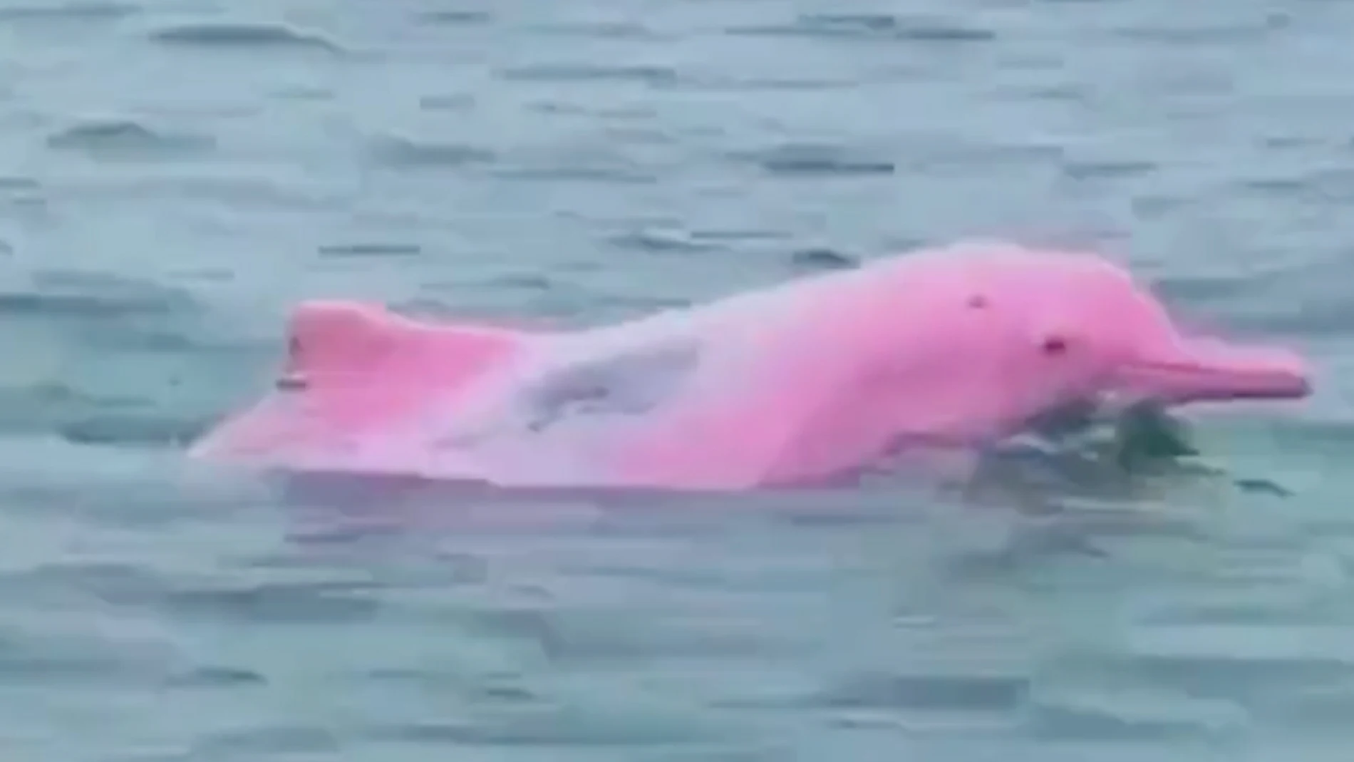 Un delfín rosado en el Golfo de México