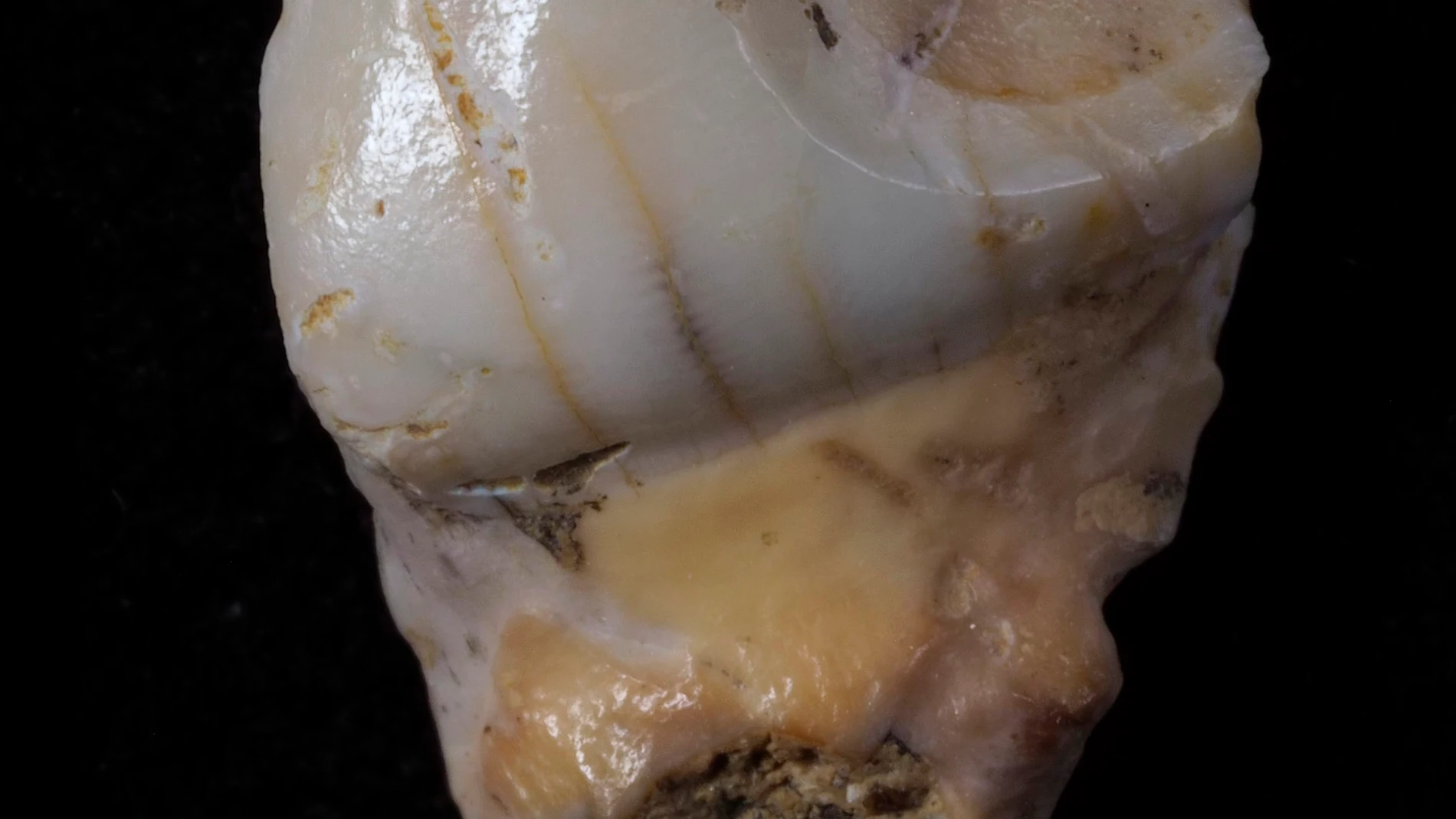 Molar fragmentado descubierto en el cubil de hienas de la Cueva Des-Cubierta