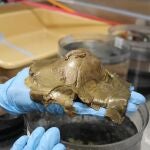 Analizan un misterioso "huevo dorado" descubierto en la profundidad del océano en Alaska