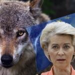 La UE estudia replantearse la protección del lobo después de que uno de ellos devorase al poni de Von der Leyen 