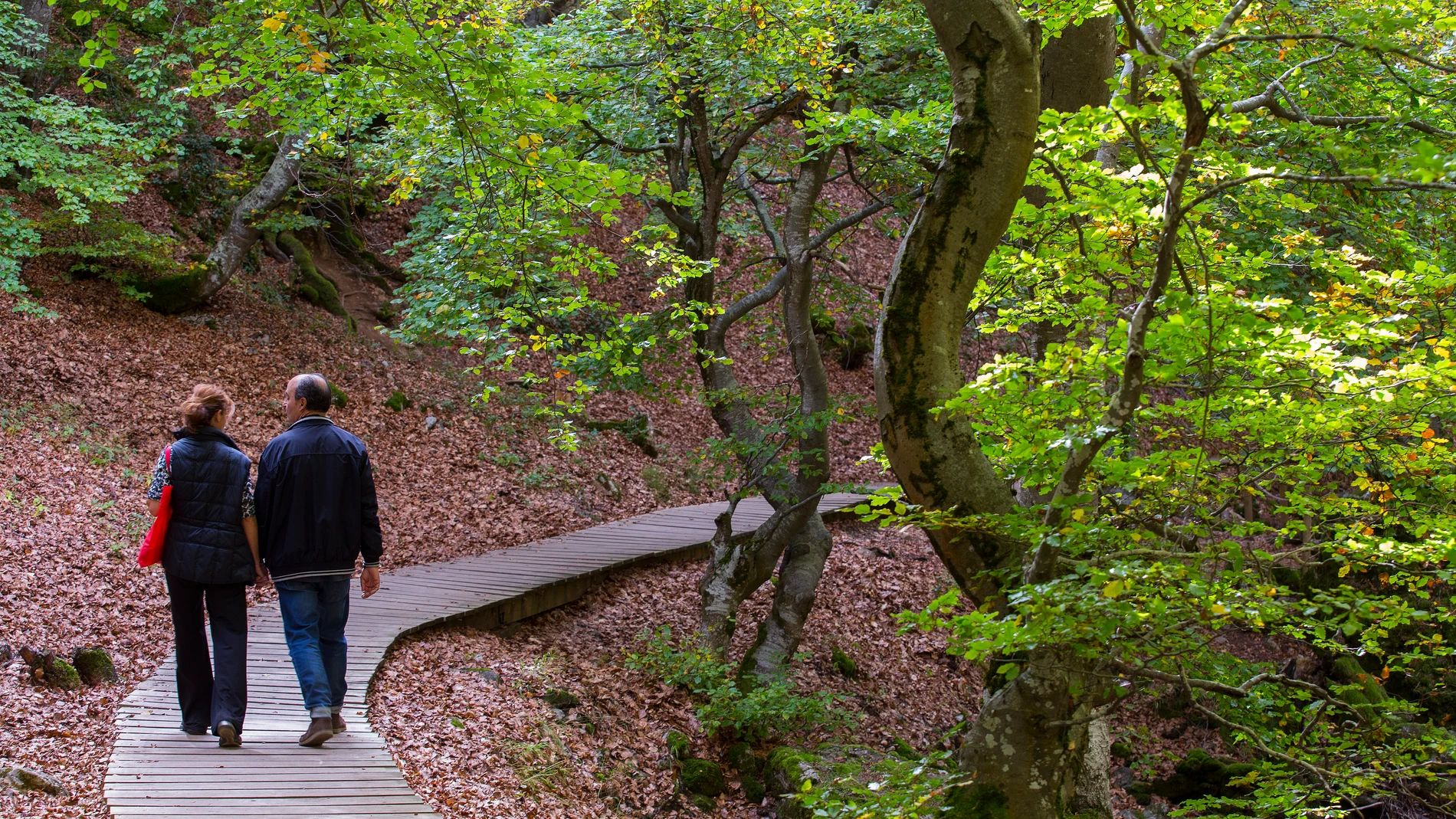 El Faedo de Ciñera, uno de los bosques más bonitos de España