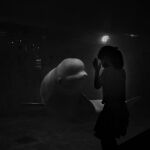  ¿Por qué el “melón” de las belugas es tan especial? 