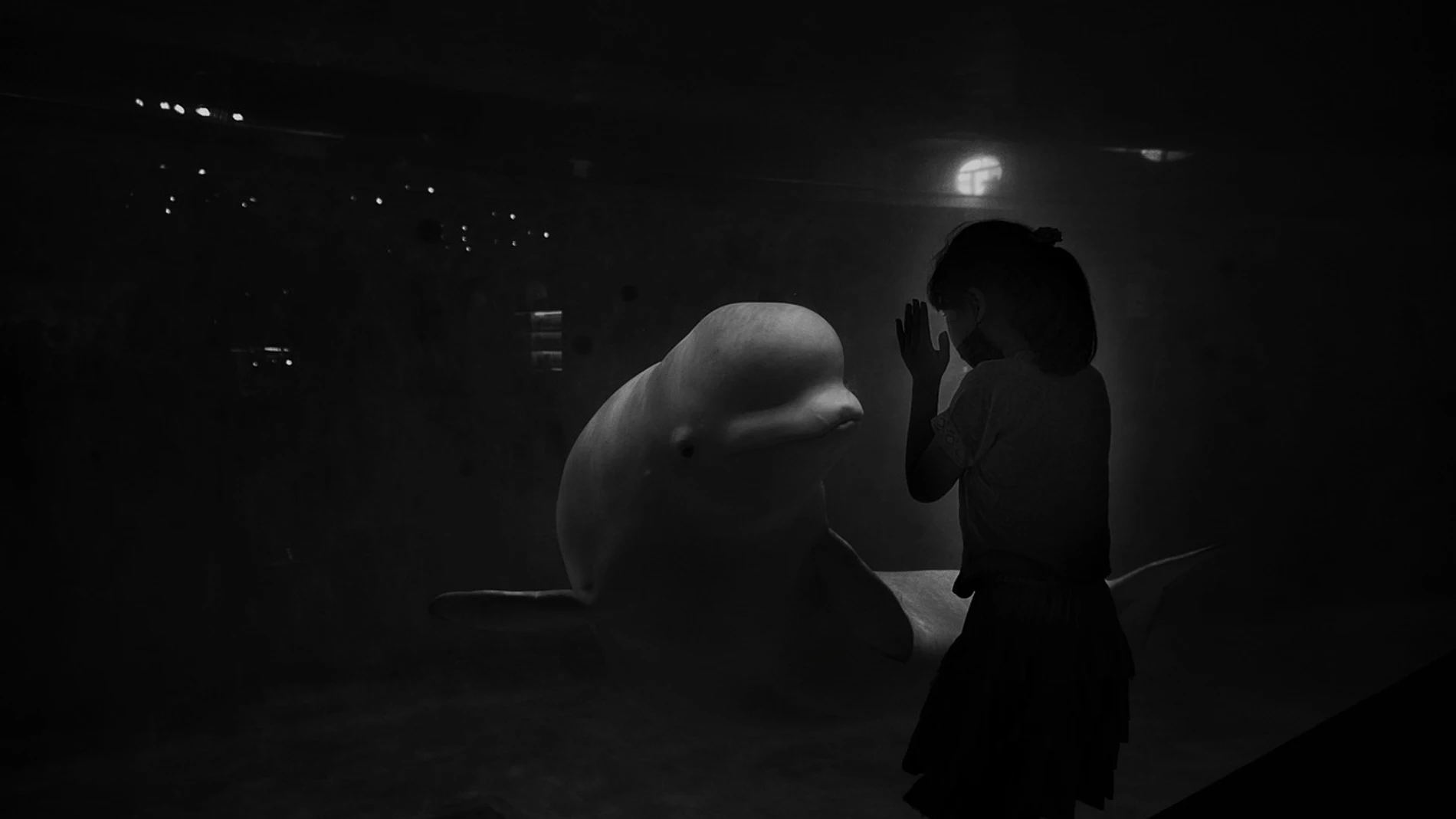 ¿Por qué el “melón” de las belugas es tan especial?