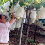 La uva se embolsa para proteger los racimos y obtener así una piel más fina y uniforme en los racimos.