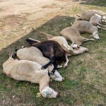 Un ataque de lobos deja una veintena de bajas en un rebaño al sur del Duero en Zamora