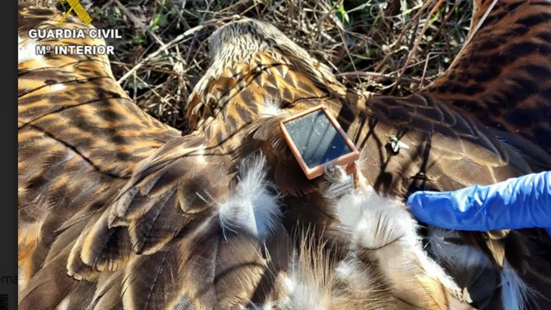 Una de las rapaces muertas por intoxicación