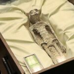 México lleva al Congreso dos cuerpos de supuestos extraterrestres