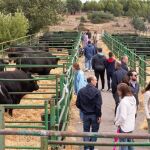 Arranca el Concurso Subasta de Raza Avileña Negra Ibérica