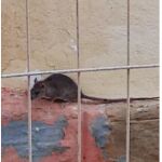 Plaga de ratas en Arganzuela