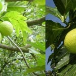 Así es la planta del frutipán
