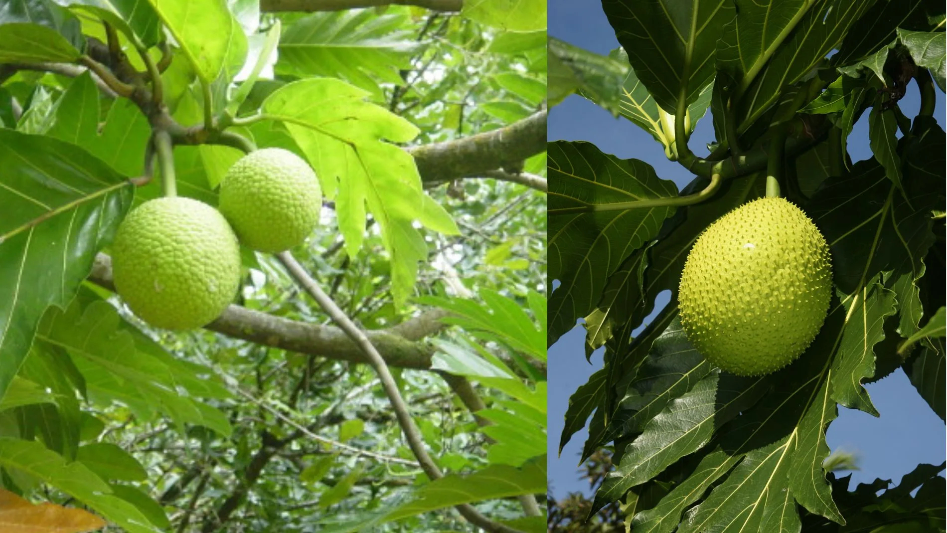Así es la planta del frutipán