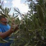 Un agricultor observa su cosecha de aceitunas en un olivar 