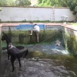 Rescate de un caballo que había caído a una piscina