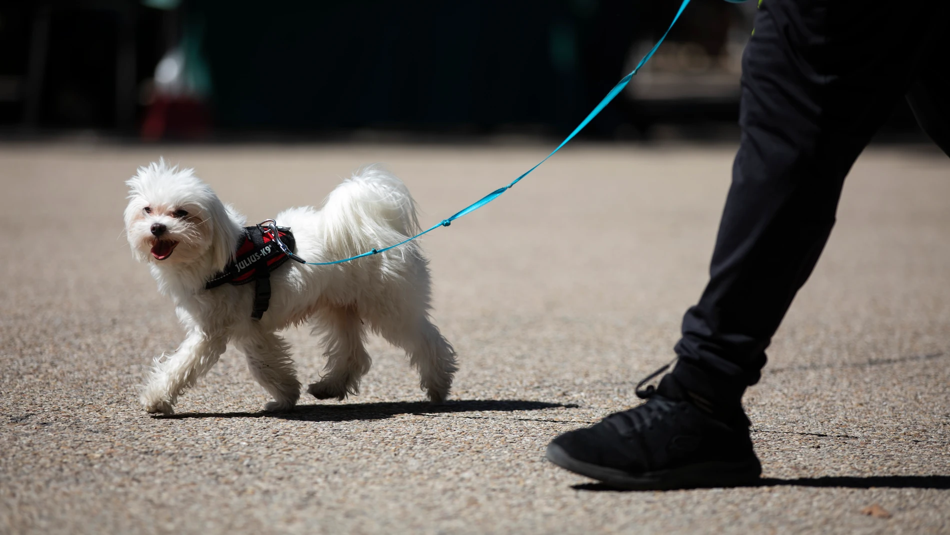 Gente paseando al perro por el parque de El Retiro. © Jesús G. Feria.