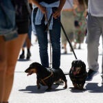 Perros de paseo con su amo.© Jesús G. Feria.