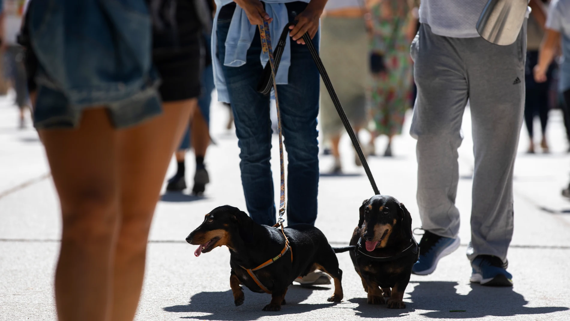 Gente paseando al perro por el parque de El Retiro.© Jesús G. Feria.