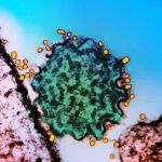 "Retrato" del virus Nipah, en verde