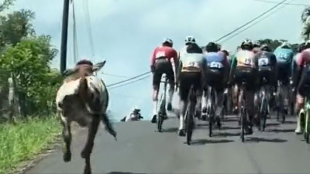 Una vaca compite en una carrera de ciclismo
