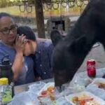 Un oso sorprende a una familia y se come su comida