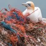 Ave atrapada en una red de pesca hecha de plástico. 