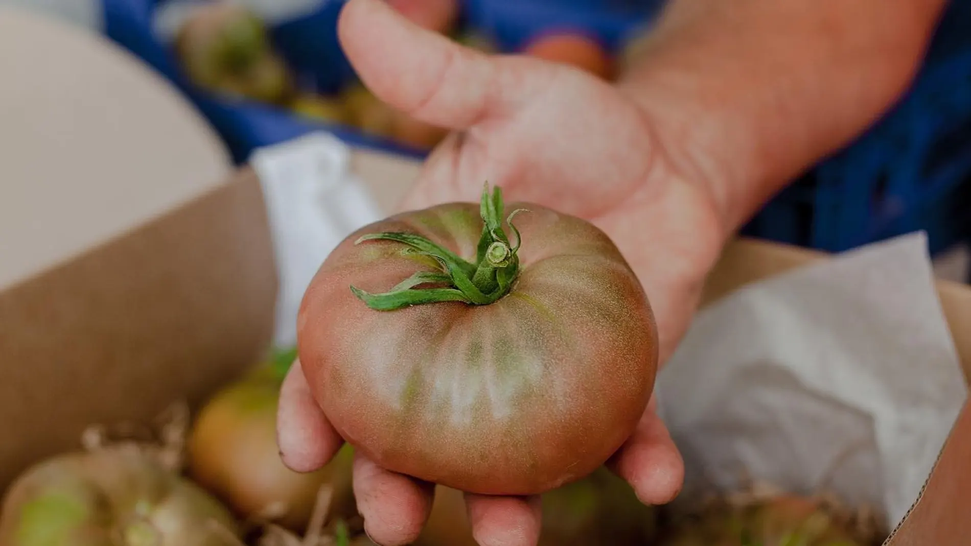 Seleccionando tomates