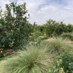 La Huerta de Murcia