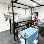Reproducción asistida equina en la clínica Ovohorse