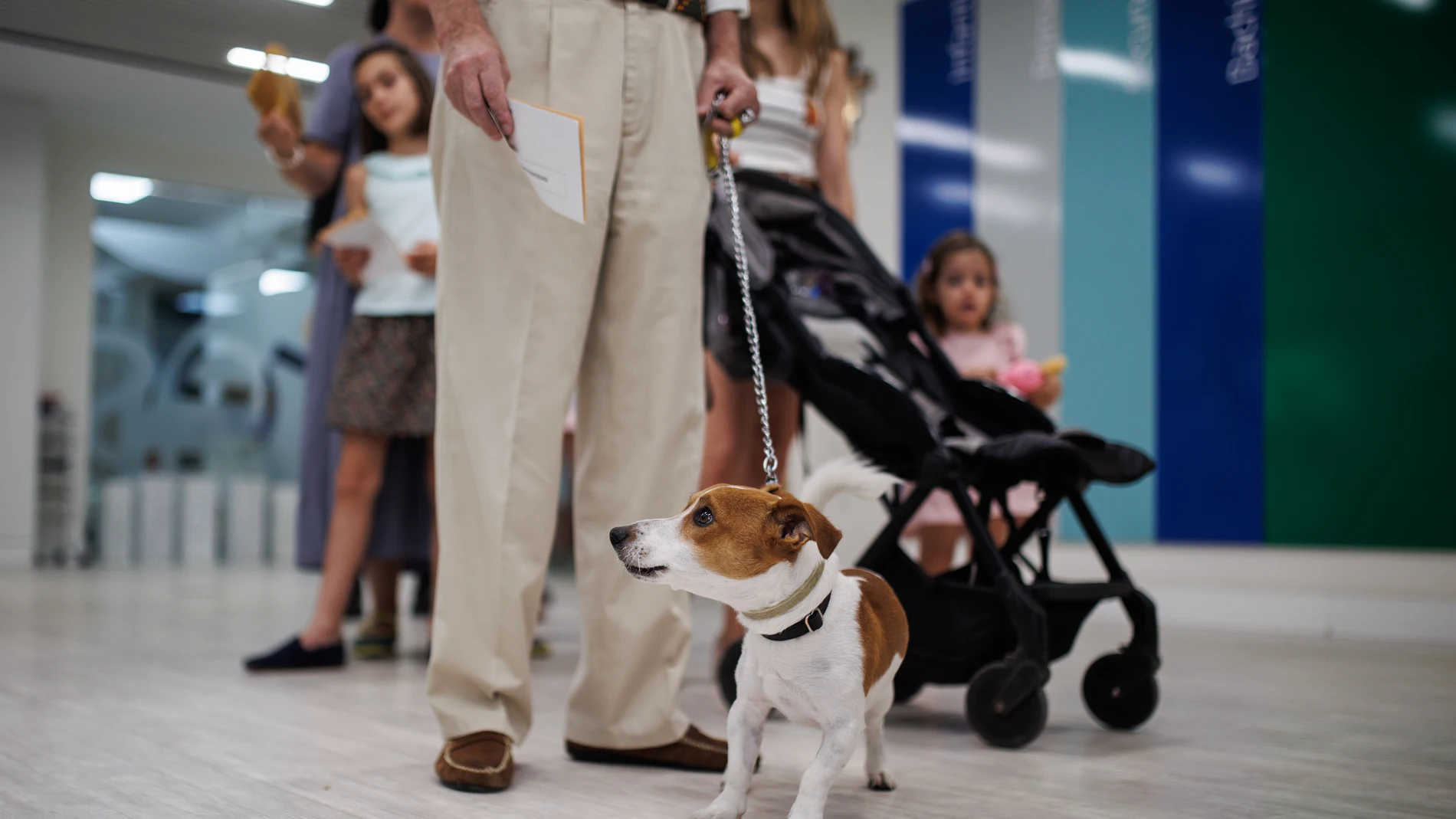 La Ley de Bienestar Animal entra en vigor hoy: fin del sacrificio, límite de mascotas y acceso libre a locales