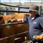 Miguel Ángel García, veterinario clínico en Servet, veterinario inyecta medicamentos a una vaca infectada de Ehe en una finca de la comarca de Ledesma