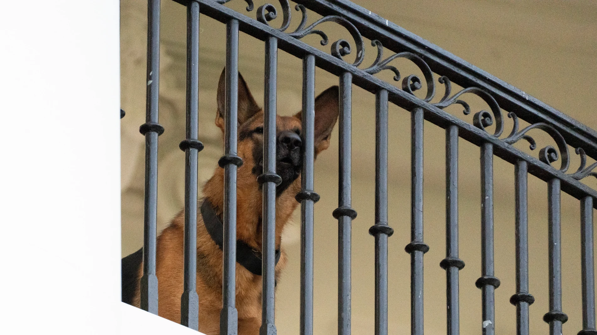 El perro del presidente Joe Biden, Commander, un pastor alemán, sentado en el balcón Truman de la Casa Blanca
