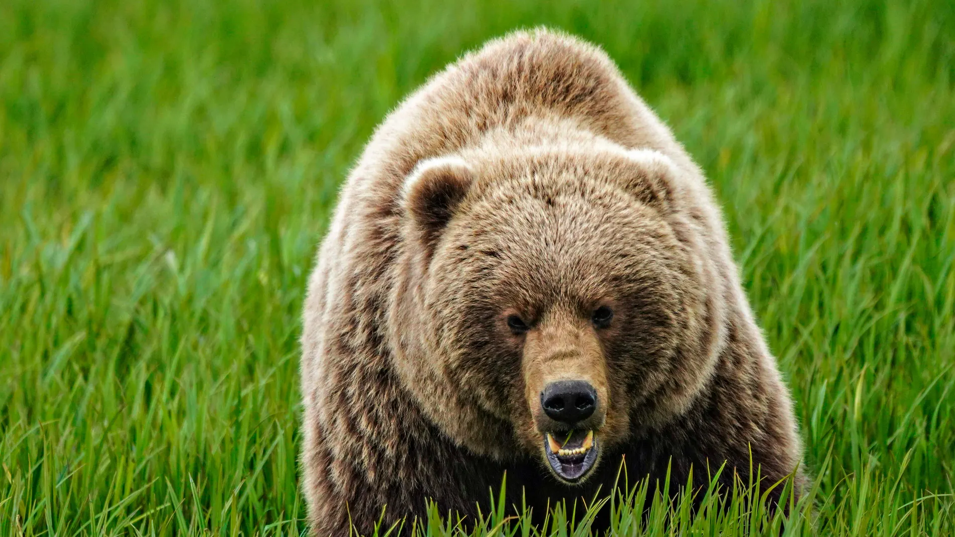 June 18, 2023, McNeil River, AK, United States of America: An adult brown bear forages on high-protein sedge grass at the remote McNeil River Wildlife Refuge, June 18, 2023 on the Katmai Peninsula, Alaska. The remote site is accessed only with a special permit and contains the world's largest seasonal population of brown bears. (Foto de ARCHIVO) 18/06/2023