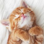 5 mitos muy dañinos sobre los gatos