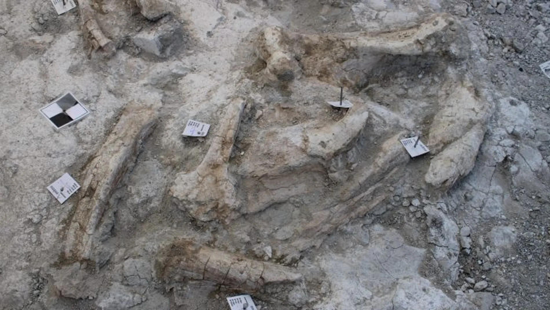 Restos de elefantes en Madrid