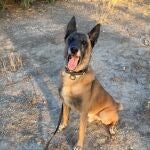 Aron busca un hogar tras jubilarse como perro de la Policía Local de Loja