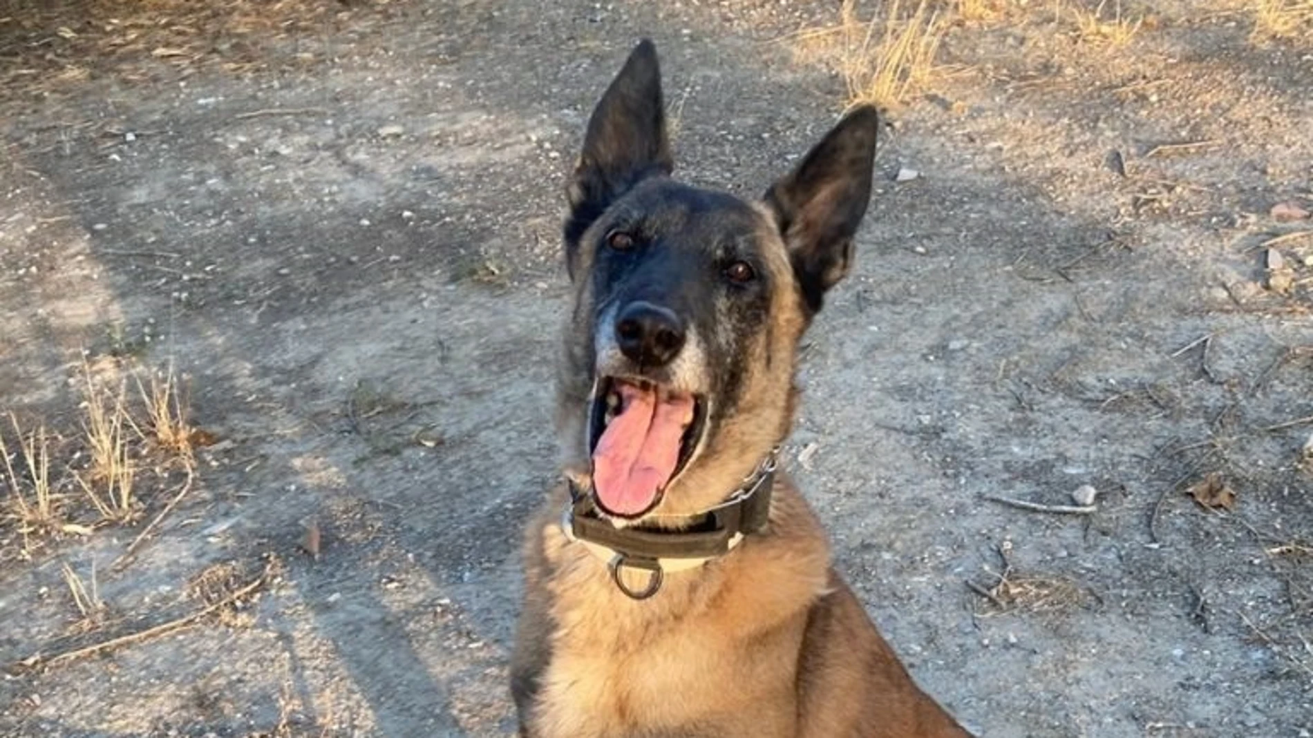 Aron busca un hogar tras jubilarse como perro de la Policía Local de Loja (Granada).ASOCIACIÓN HÉROES DE 4 PATAS04/10/2023