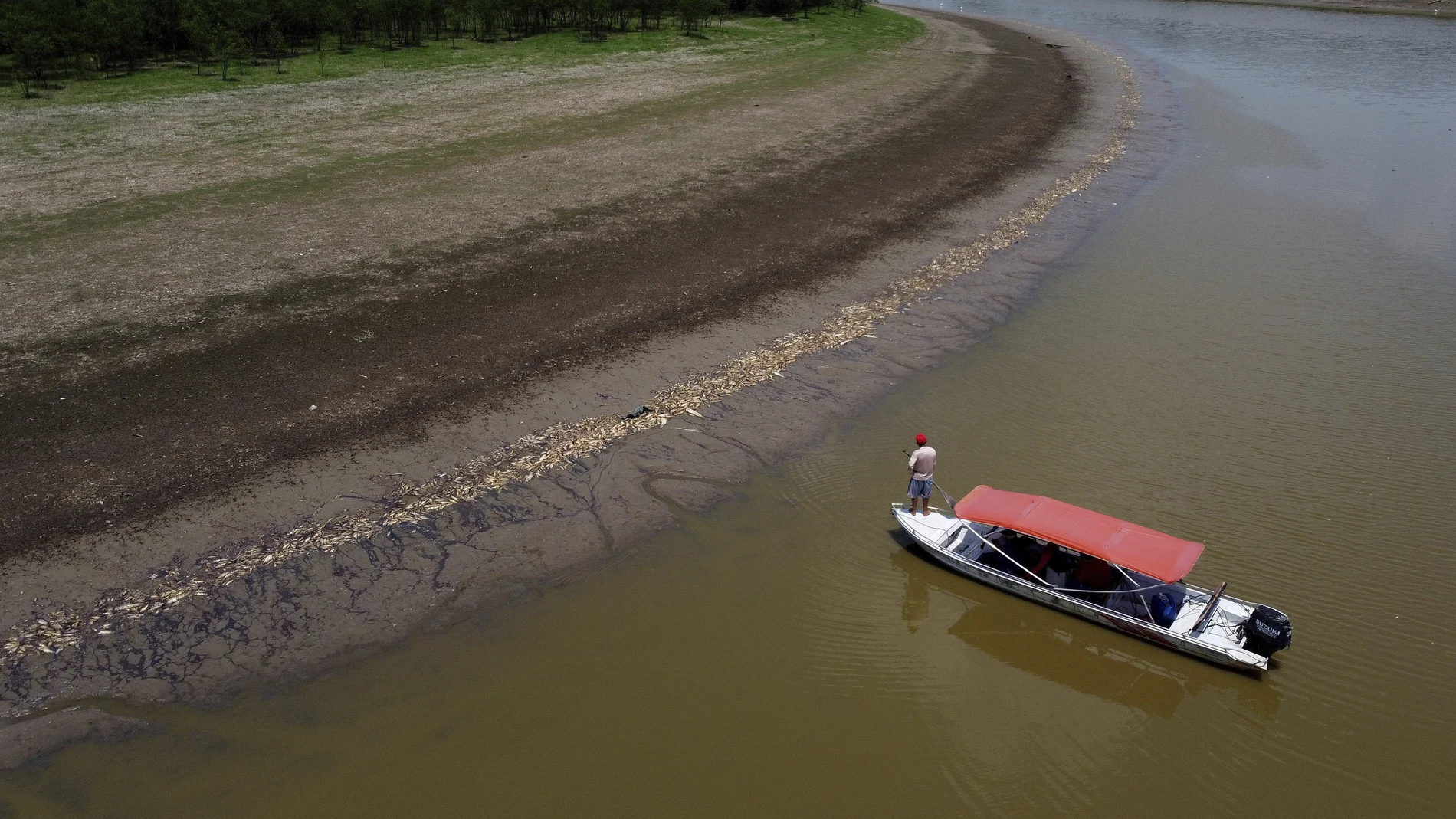 A fisherman stands on his boat as he navigates near thousands of dead fish awash on the banks of Piranha Lake due to a severe drought in the state of Amazonas, in Manacapuru, Brazil, Wednesday, Sept. 27, 2023. (AP Photo/Edmar Barros)