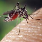 Mosquito de la especie «aedes Albopictus», más conocido como mosquito tigre