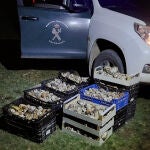 Boletus incautados por la Guardia Civil de Soria