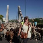  Trashumancia por la ciudad de Valladolid de unas 2.000 ovejas y cabras que discurren desde los Picos de Europa a la Sierra de Guadarrama