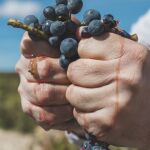 Vendimia de Bodegas Emilio Moro