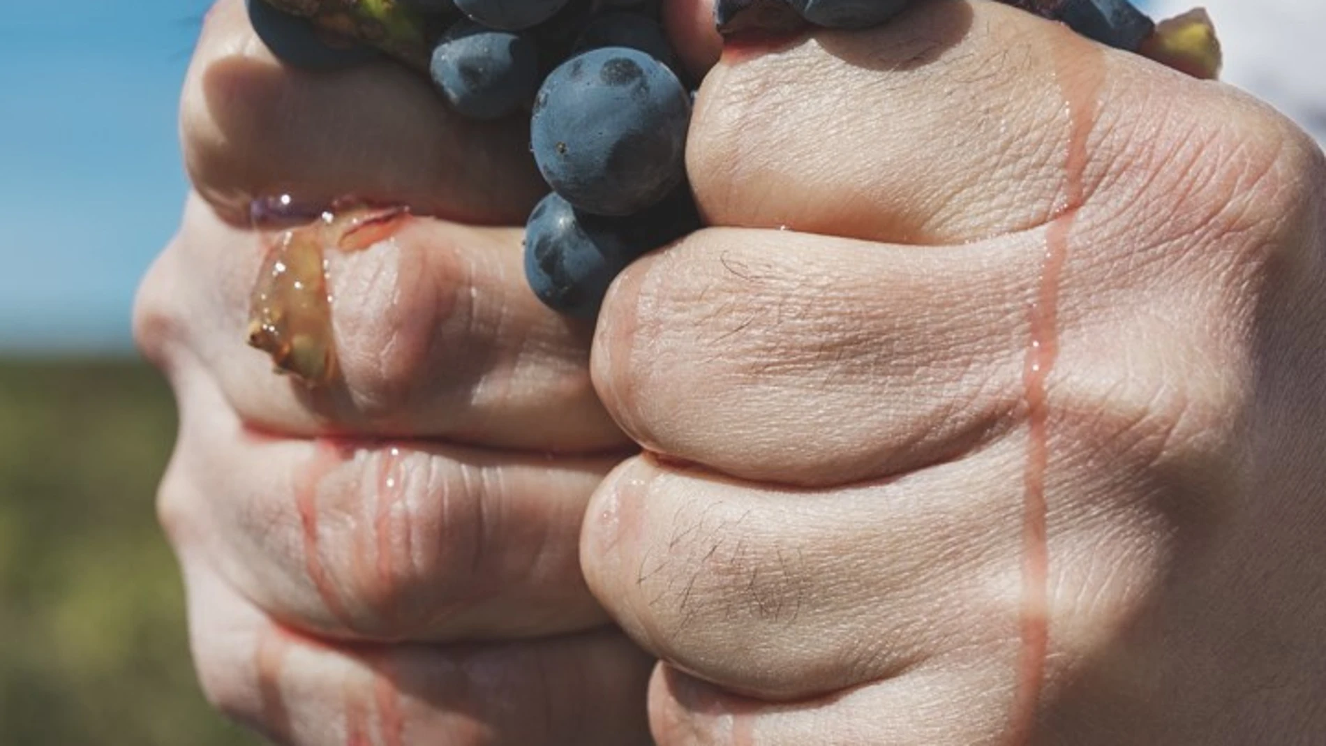 Vendimia de Bodegas Emilio Moro